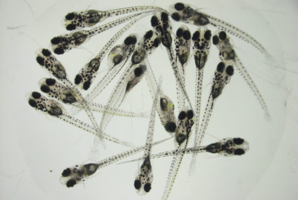 This Company’s Unique Technology Will Help Millions Make Safer Food Choices